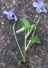 Einzelbild 7 Hain-Veilchen - Viola riviniana