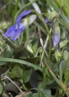 Einzelbild 8 Hain-Veilchen - Viola riviniana