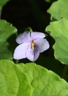 Einzelbild 8 Sumpf-Veilchen - Viola palustris