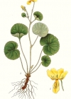 Einzelbild 4 Gelbes Berg-Veilchen - Viola biflora