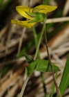 Einzelbild 5 Gelbes Berg-Veilchen - Viola biflora