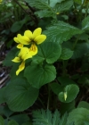 Einzelbild 1 Gelbes Berg-Veilchen - Viola biflora