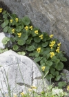 Einzelbild 6 Gelbes Berg-Veilchen - Viola biflora