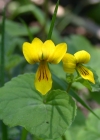 Einzelbild 7 Gelbes Berg-Veilchen - Viola biflora