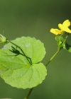 Einzelbild 8 Gelbes Berg-Veilchen - Viola biflora