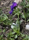 Einzelbild 5 Langsporniges Stiefmütterchen - Viola calcarata