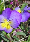 Einzelbild 7 Langsporniges Stiefmütterchen - Viola calcarata