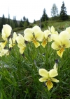 Einzelbild 5 Gelbes Alpen-Stiefmütterchen - Viola lutea
