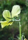 Einzelbild 6 Gelbes Alpen-Stiefmütterchen - Viola lutea