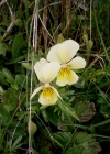 Einzelbild 7 Gelbes Alpen-Stiefmütterchen - Viola lutea