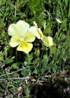 Einzelbild 8 Gelbes Alpen-Stiefmütterchen - Viola lutea