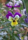 Einzelbild 1 Gewöhnliches Feld-Stiefmütterchen - Viola tricolor