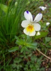 Einzelbild 7 Gewöhnliches Feld-Stiefmütterchen - Viola tricolor