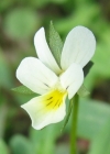 Einzelbild 7 Acker-Stiefmütterchen - Viola arvensis
