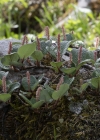 Einzelbild 5 Netz-Weide - Salix reticulata