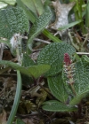 Einzelbild 6 Netz-Weide - Salix reticulata