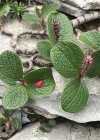 Einzelbild 7 Netz-Weide - Salix reticulata