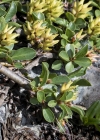 Einzelbild 5 Stumpfblättrige Weide - Salix retusa
