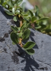 Einzelbild 6 Stumpfblättrige Weide - Salix retusa