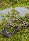 Einzelbild 7 Stumpfblättrige Weide - Salix retusa