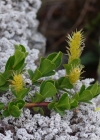 Einzelbild 8 Stumpfblättrige Weide - Salix retusa
