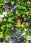 Einzelbild 6 Quendelblättrige Weide - Salix serpillifolia