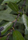 Einzelbild 6 Schwarzwerdende Weide - Salix myrsinifolia