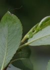 Einzelbild 8 Schwarzwerdende Weide - Salix myrsinifolia