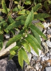 Einzelbild 3 Grossblättrige Weide - Salix appendiculata