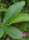 Einzelbild 6 Grossblättrige Weide - Salix appendiculata