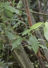 Einzelbild 6 Grau-Weide - Salix cinerea