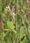 Einzelbild 7 Grau-Weide - Salix cinerea