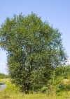 Einzelbild 4 Sal-Weide - Salix caprea