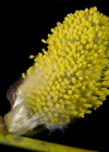 Einzelbild 5 Sal-Weide - Salix caprea