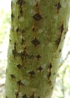 Einzelbild 8 Sal-Weide - Salix caprea