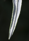 Einzelbild 6 Lavendel-Weide - Salix elaeagnos