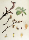 Einzelbild 8 Silber-Pappel - Populus alba
