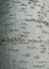 Einzelbild 8 Zitter-Pappel - Populus tremula