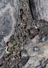 Einzelbild 5 Gefleckte Wolfsmilch - Euphorbia maculata