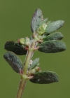 Einzelbild 6 Gefleckte Wolfsmilch - Euphorbia maculata