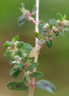 Einzelbild 7 Gefleckte Wolfsmilch - Euphorbia maculata