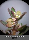 Einzelbild 8 Gefleckte Wolfsmilch - Euphorbia maculata