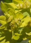 Einzelbild 5 Warzige Wolfsmilch - Euphorbia verrucosa