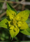 Einzelbild 6 Warzige Wolfsmilch - Euphorbia verrucosa