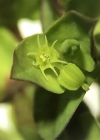 Einzelbild 6 Garten-Wolfsmilch - Euphorbia peplus
