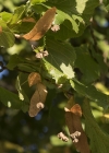 Einzelbild 5 Sommer-Linde - Tilia platyphyllos