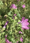 Einzelbild 6 Wilde Malve - Malva sylvestris