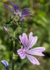 Einzelbild 8 Wilde Malve - Malva sylvestris