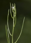 Einzelbild 5 Knoblauchhederich - Alliaria petiolata