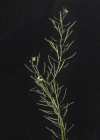 Einzelbild 5 Schotenkresse - Arabidopsis thaliana